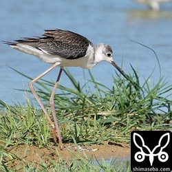 セイタカシギの幼鳥。同じエリアの田んぼには数羽のセイタカシギしかいないのに…。