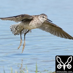 いつもケンカしているタカブシギ。
