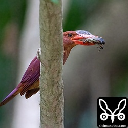 獲物はクマゼミが多いようでした。