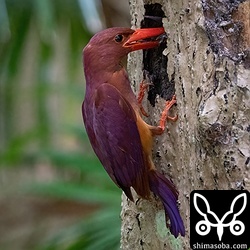 ヒナに餌を与える親鳥。