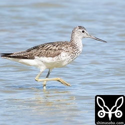アオアシシギ第1回?夏羽。