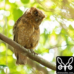 左足に青と黄色の足環が見えます。