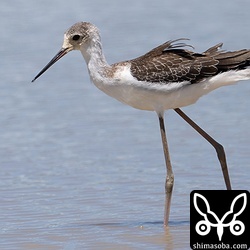 セイタカシギ幼鳥。