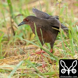 オスより少し警戒心が強いようでした。