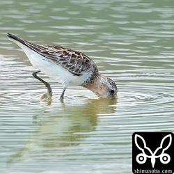 トウネン成鳥。夏羽後期。