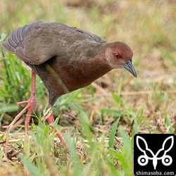 最初は草むらにいましたが、しばらく見ていると農道に出てきました。
