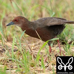 異変を感じると草むらの中に逃げ込みます。