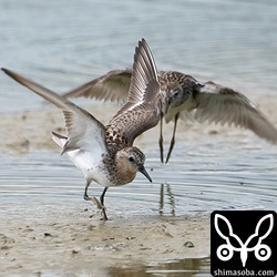 トウネンは、ヒバリシギやタカブシギの追われていました。