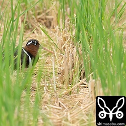 タマシギのペア。右上にオスがいます。