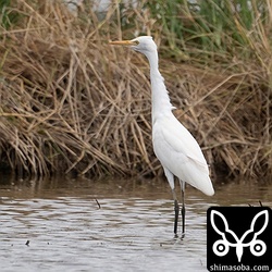 アマサギ冬羽。群れの中には夏羽の個体もいました。