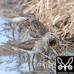 タカブシギ成鳥。