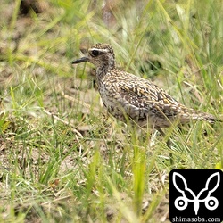 ムナグロ冬羽へ換羽中。
