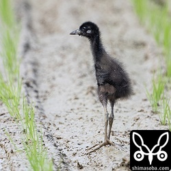 シロハラクイナのヒナ。最近、田んぼでよく見かけます。