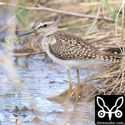 タカブシギ幼鳥。幼鳥は今季初確認。