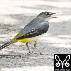 今季初のキセキレイ。