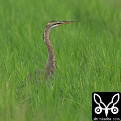 ムラサキサギ幼鳥。成鳥羽に変わりつつあります。