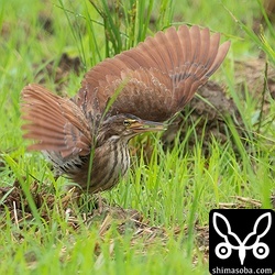 リュウキュウヨシゴイ幼鳥。