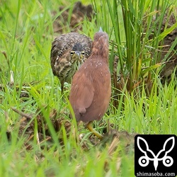 オス親(手前)に攻撃を仕掛けようかというリュウキュウヨシゴイのオス幼鳥。