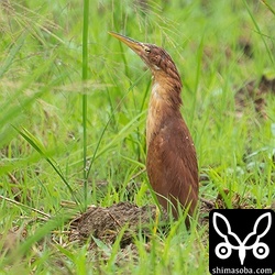 リュウキュウヨシゴイ成鳥オス。