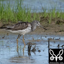 アオアシシギ夏羽後期。