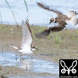 コチドリの戦い。