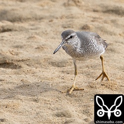 キアシシギ夏羽後期。