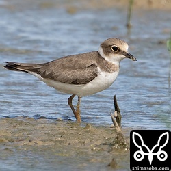 コチドリ第1回冬羽。