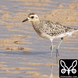 冬羽へ換羽の進んでいるムナグロ。