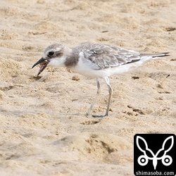 カニを捕まえたオオメダイチドリ。