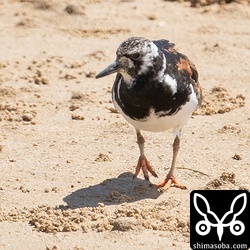 キョウジョシギ夏羽後期。