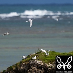 エリグロアジサシのコロニー。こちらもヒナたちの成長は順調なようです。