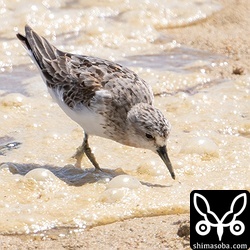 トウネン夏羽から冬羽へ。