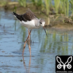 セイタカシギ幼羽から第1回冬羽へ。