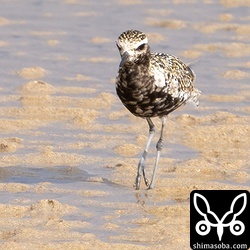 ムナグロも少しずつ冬羽へ。