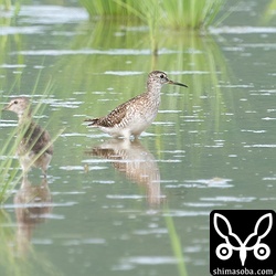 タカブシギ夏羽後期。