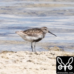 今季初のハマシギ。夏羽後期。