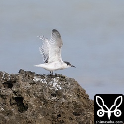 幼鳥は左の初列がごっそり抜けています。何があったのでしょうか?