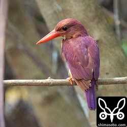 初列風切りや尾羽に傷みが目立ち、冬羽へ換羽が進んでいます。来年も帰ってきてくれることを願い、東南アジアまでの長旅の無事を祈ります。