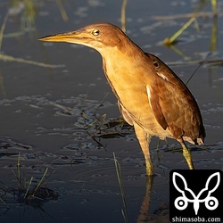 リュウキュウヨシゴイのオス成鳥。いつもの警戒心ゼロ個体。
