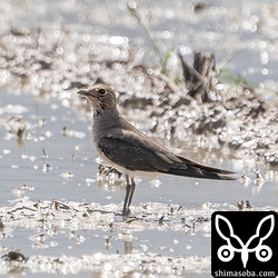 ツバメチドリ成鳥冬羽。石垣島内の繁殖地とは遠く離れた田んぼに飛来。渡り個体と思われます。