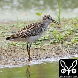 こちらも今季初のヒバリシギ幼鳥。成鳥、幼鳥とも数を増やしています。