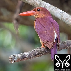 アカショウビン成鳥。子育ても終わり、渡りの時期を待っているのでしょう。