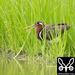 タマシギのメス。