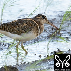 タマシギのオス。タマシギはジシギ探してるとシルエットが似てて、ドキッとしますね。