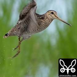 飛ぶハリオシギ。