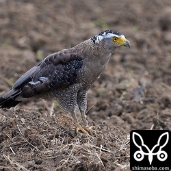 ヒナは無事に育て上げることができたのでしょうか。