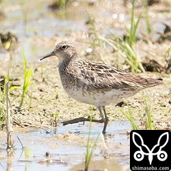 今季初のウズラシギ。冬羽へ換羽中です。