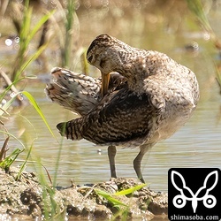 `8月17日に見つけて <https://shimasoba.com/blog/2103/>`_ から3日目にしてやっと尾羽が撮れました。^^