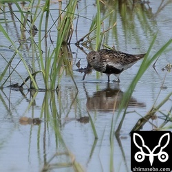 ハマシギ夏羽後期。
