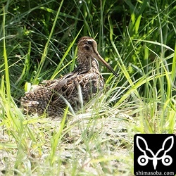 ハリオシギ成鳥。冬羽へ。